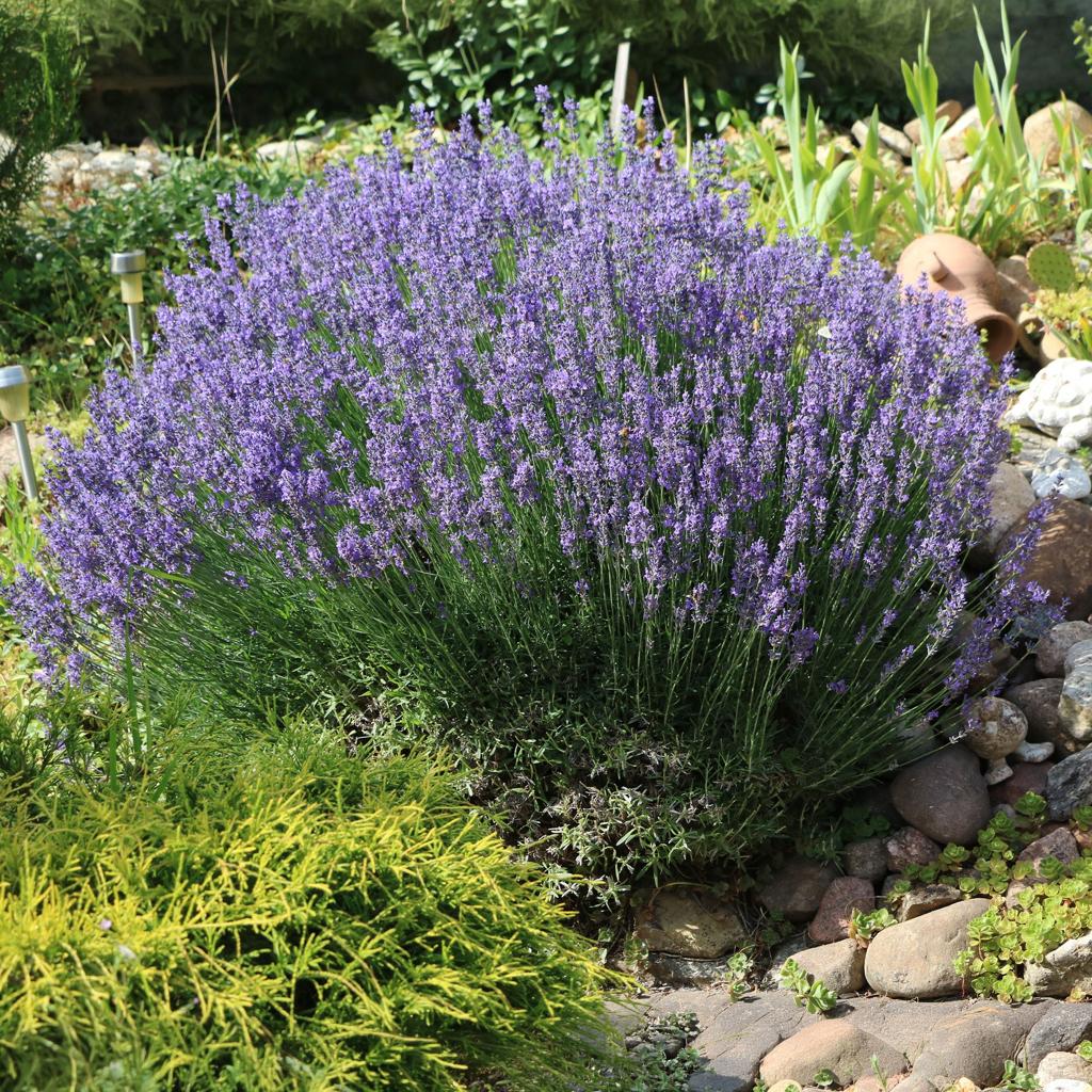 Echter Lavendel